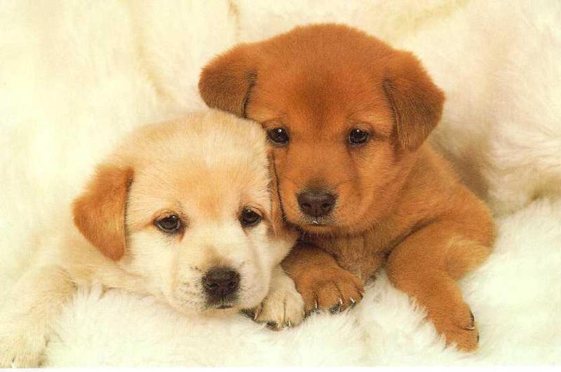 baby puppy pictures free