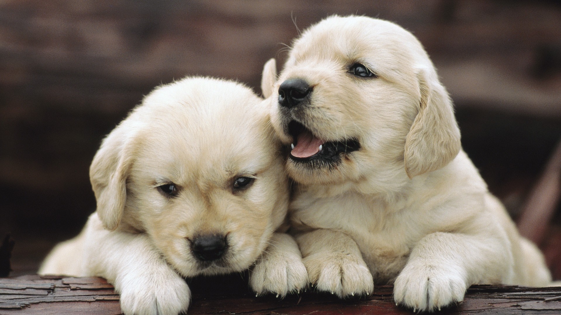 baby puppys wallpaper