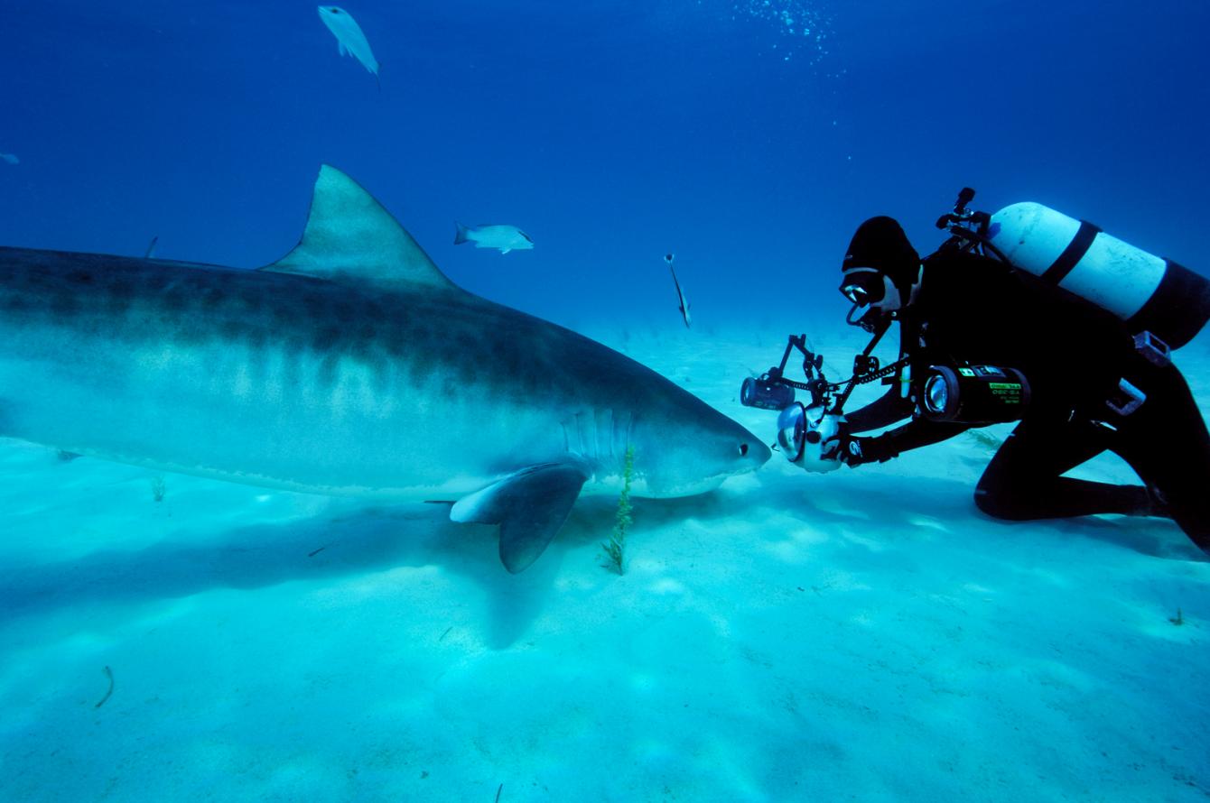 baby tiger shark images