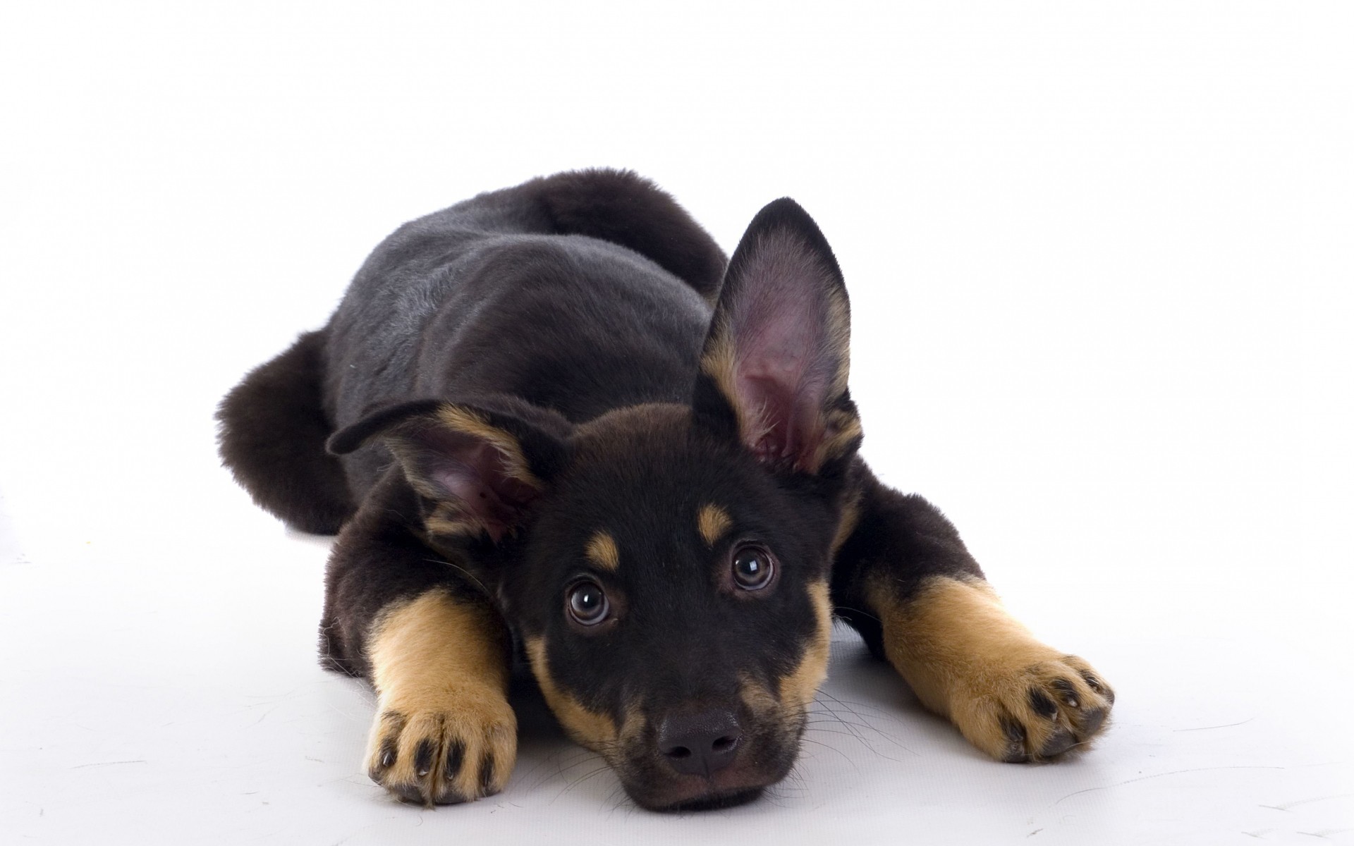 backgrounds of puppies wallpaper