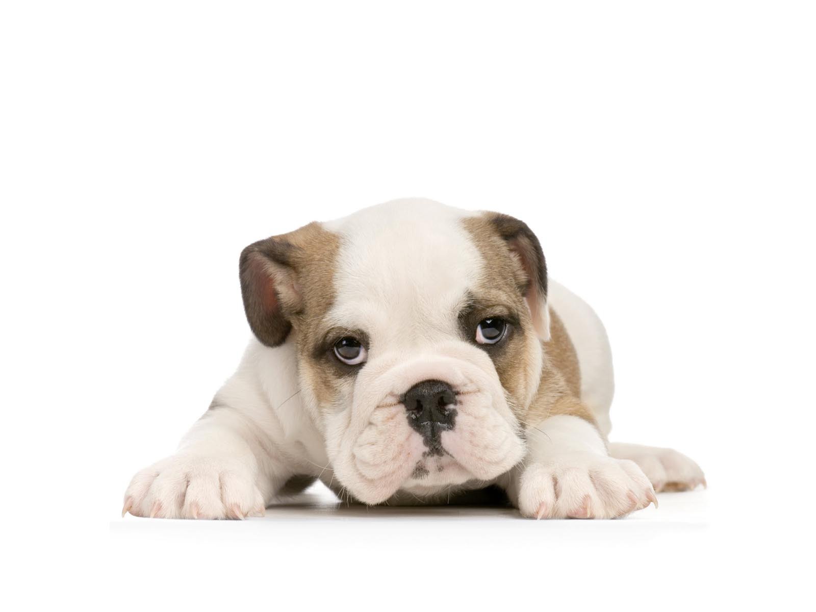 backgrounds puppies wallpaper