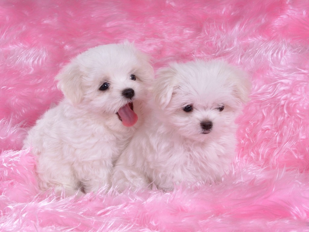 backgrounds puppies
