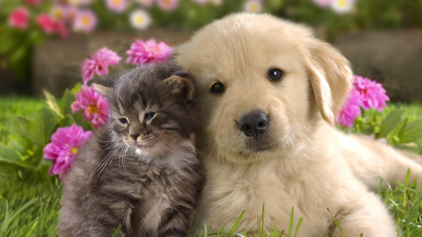 beautiful puppies pictures wallpaper