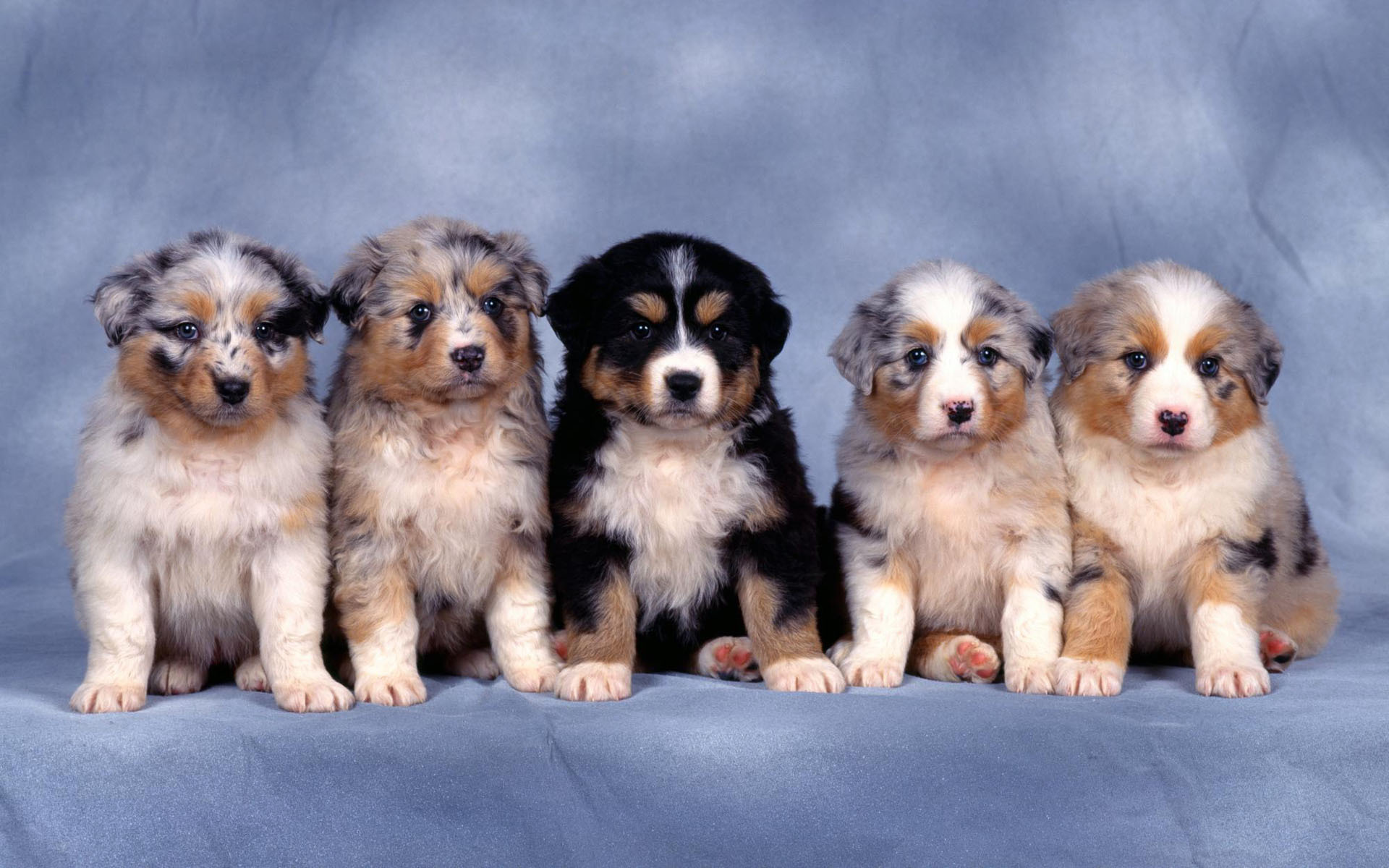 beautiful puppies pictures