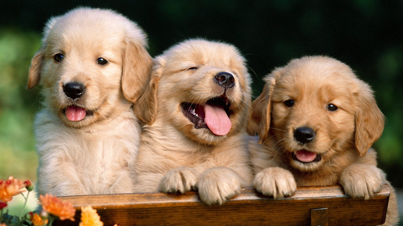 beautiful puppy pictures wallpaper
