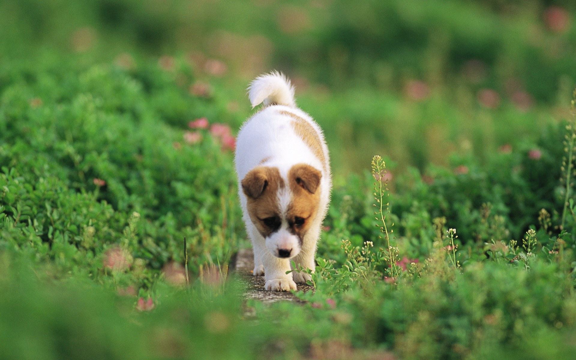 beautiful puppy wallpaper