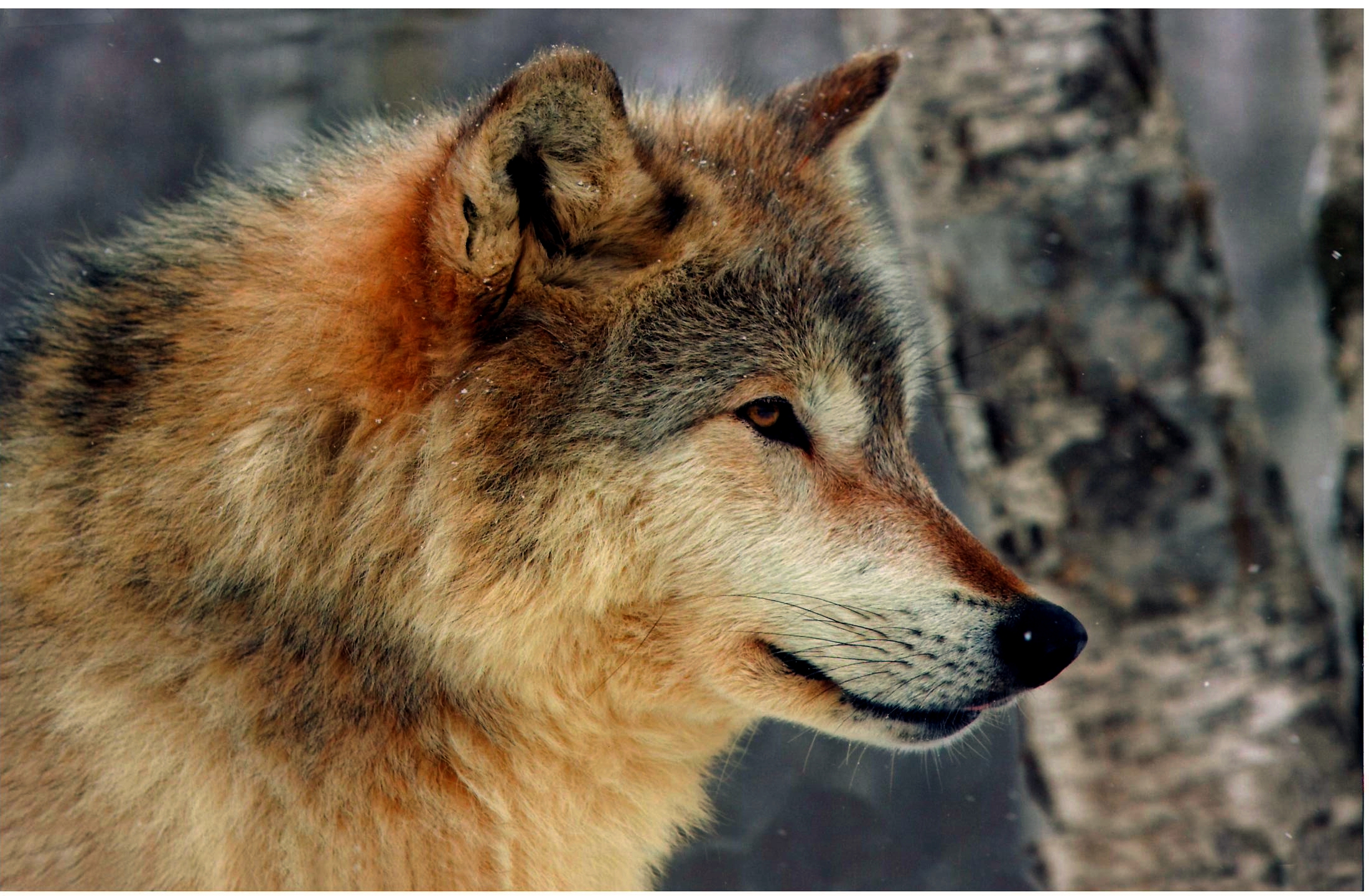 beautiful wolf pics dowload
