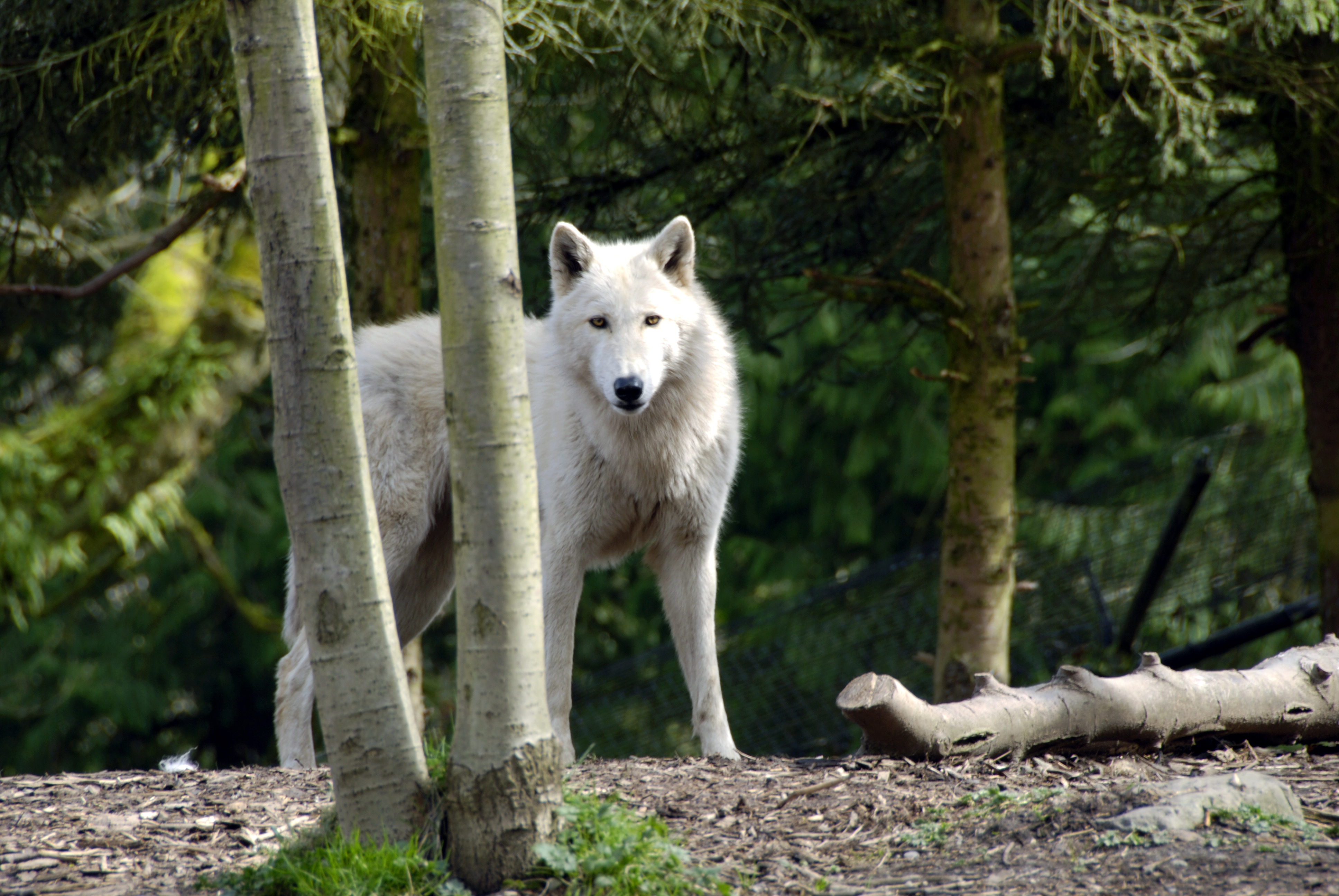beautiful wolf pics
