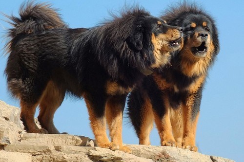 big dog breeds pics dowload