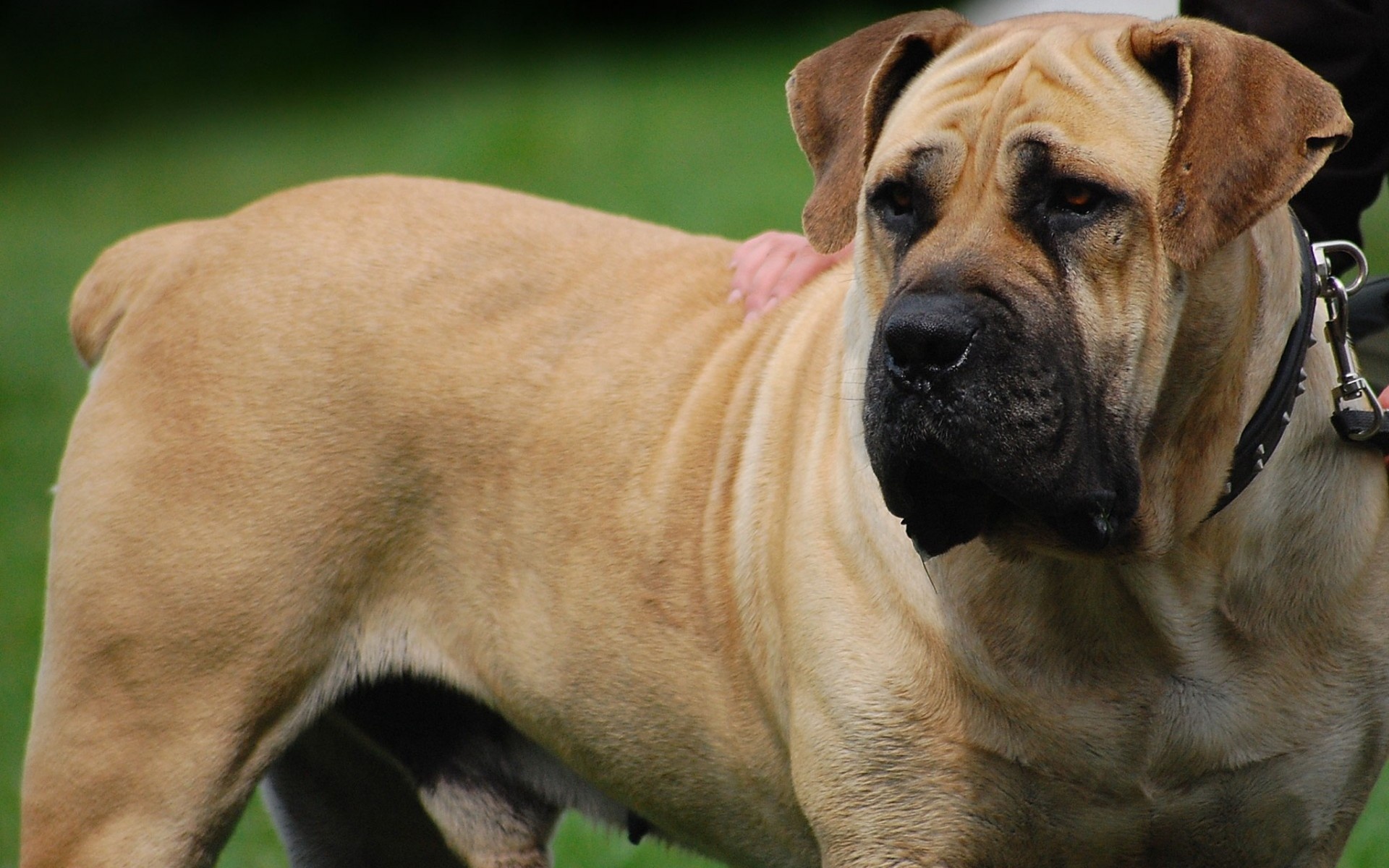big dog images images dowload
