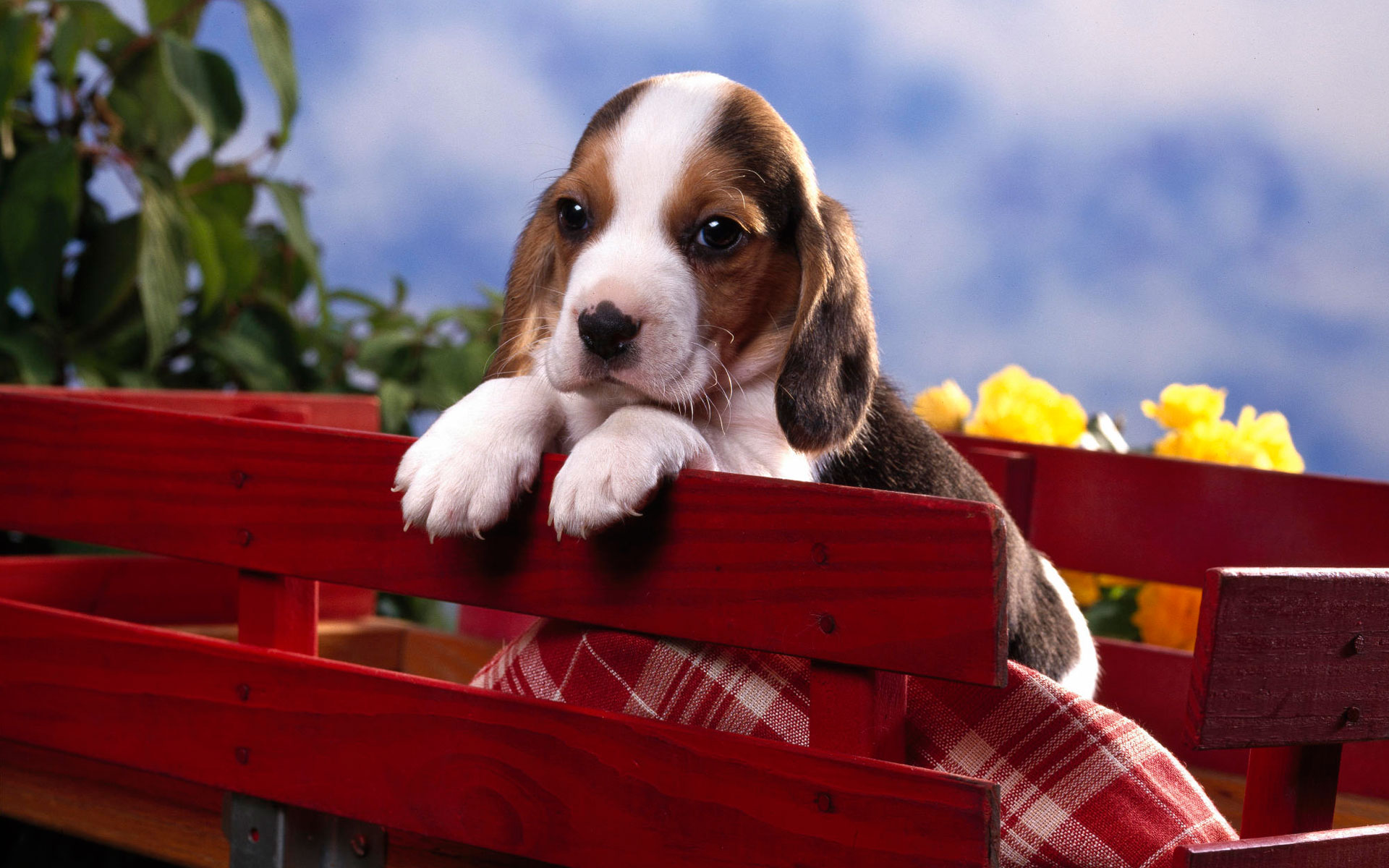 big puppy pictures wallpaper