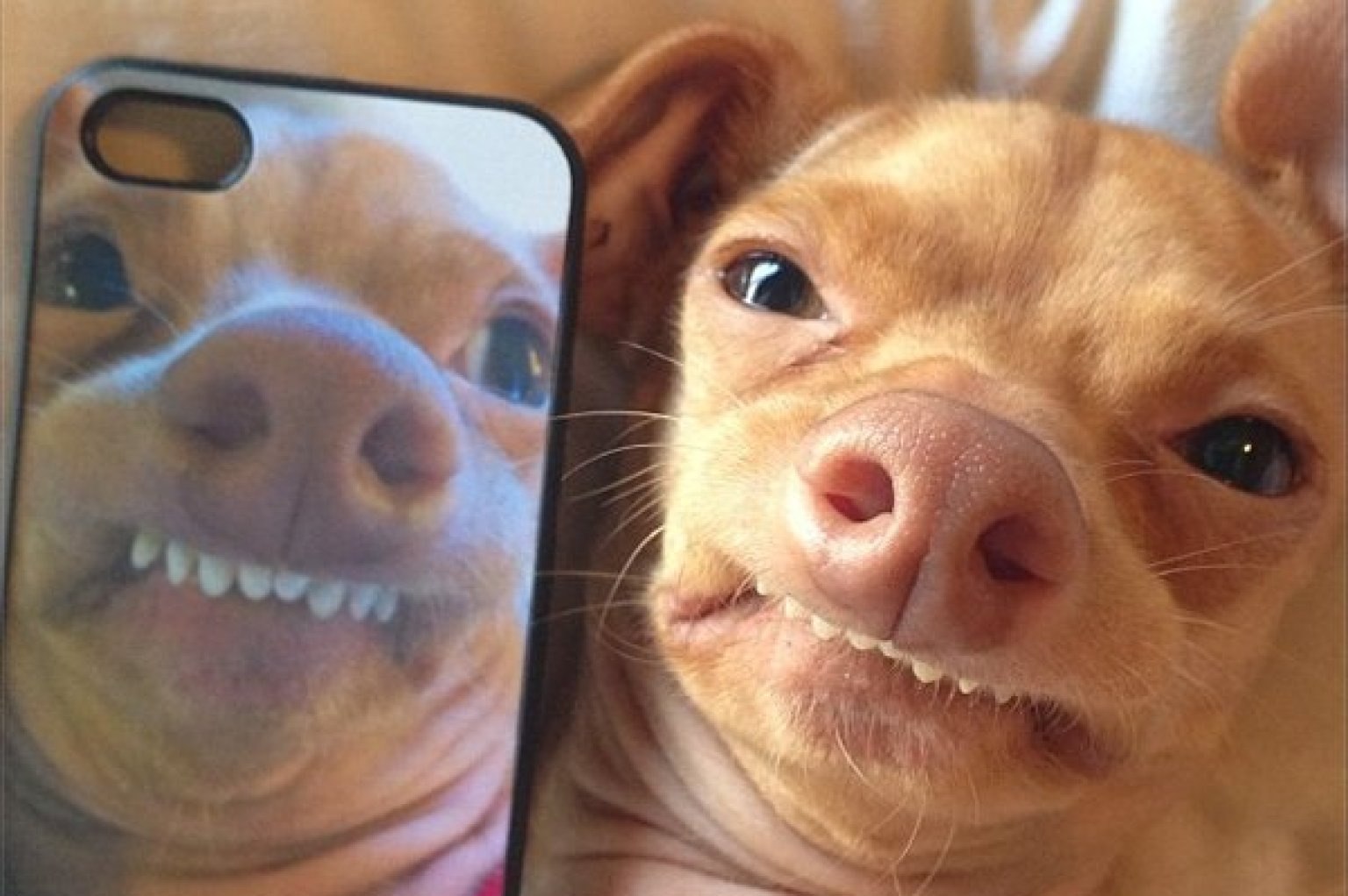big ugly dog pics dowload