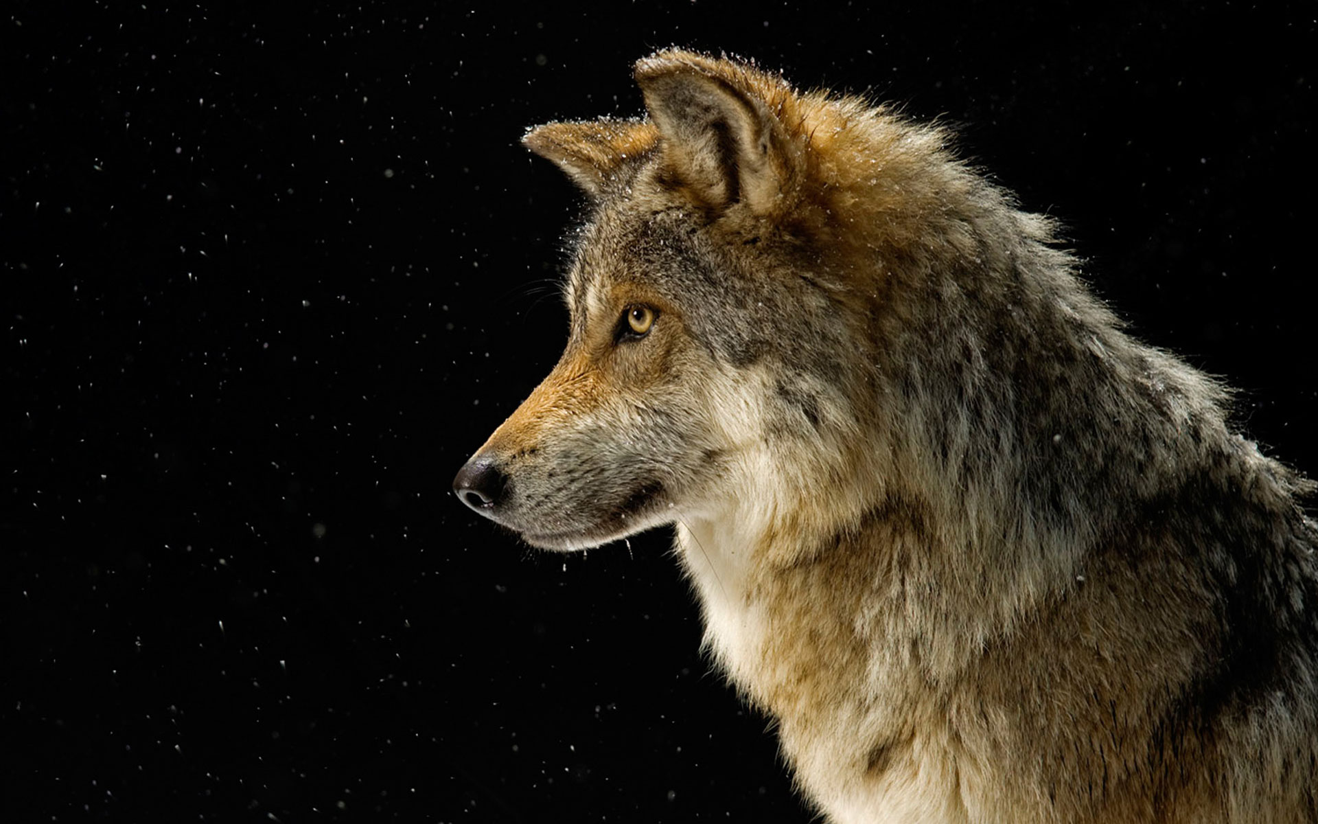 big wolf images wallpaper
