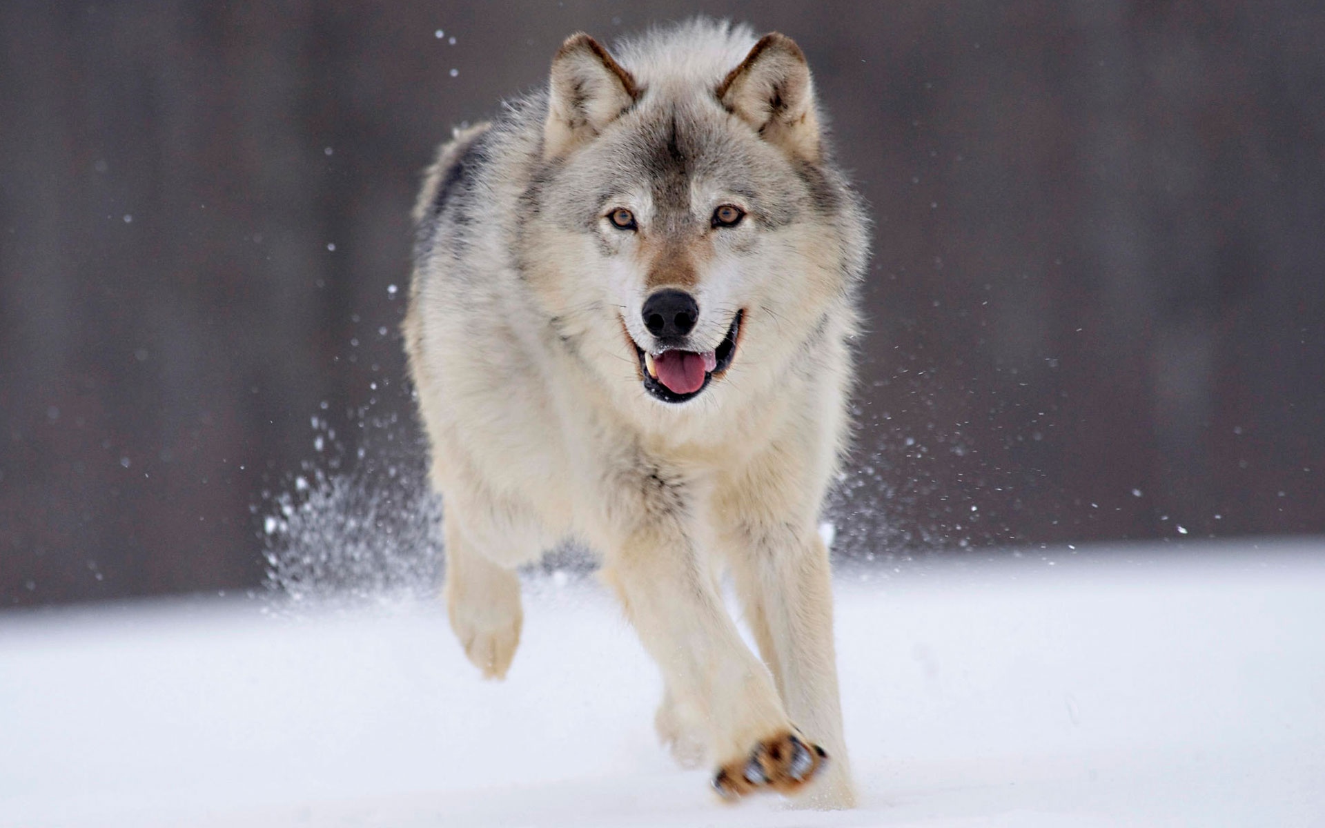 big wolf pics wallpaper