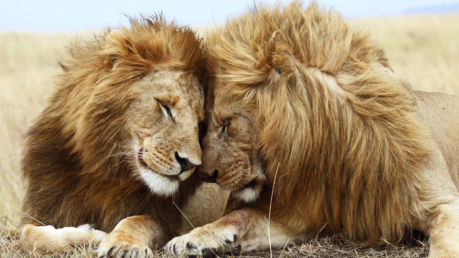 black african lion pictures
