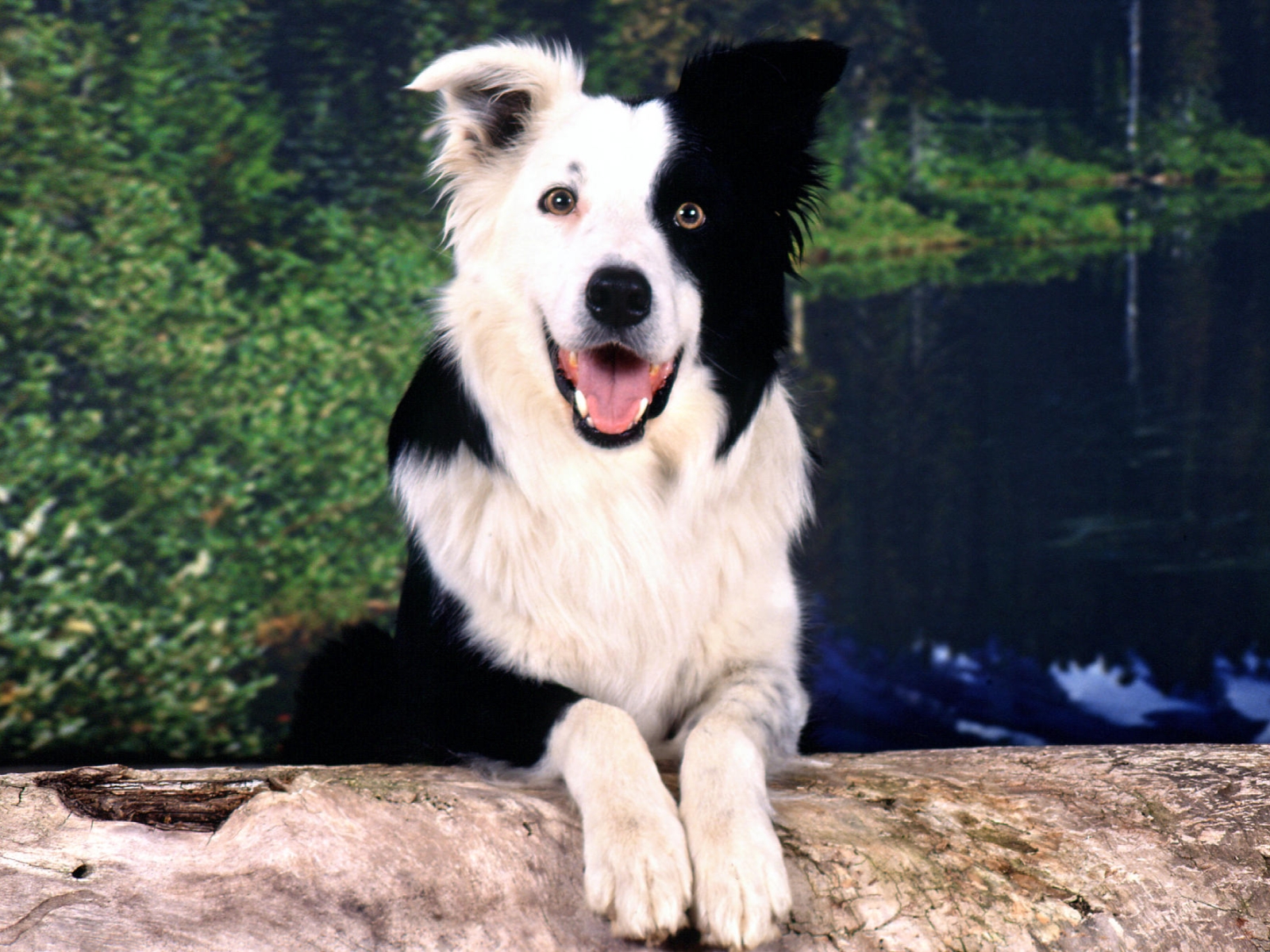 black and white dogs images dowload