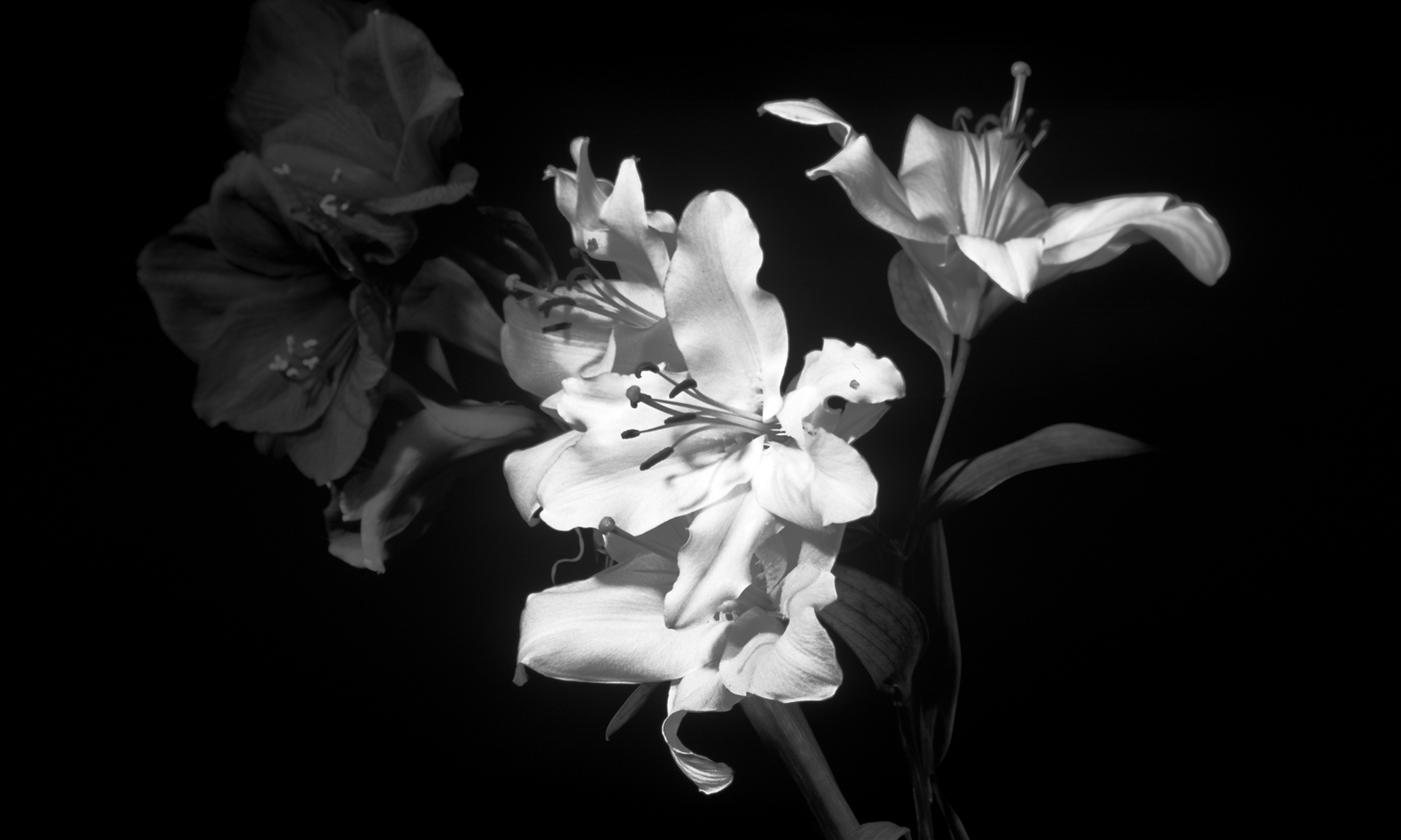 black and white flower images wallpaper