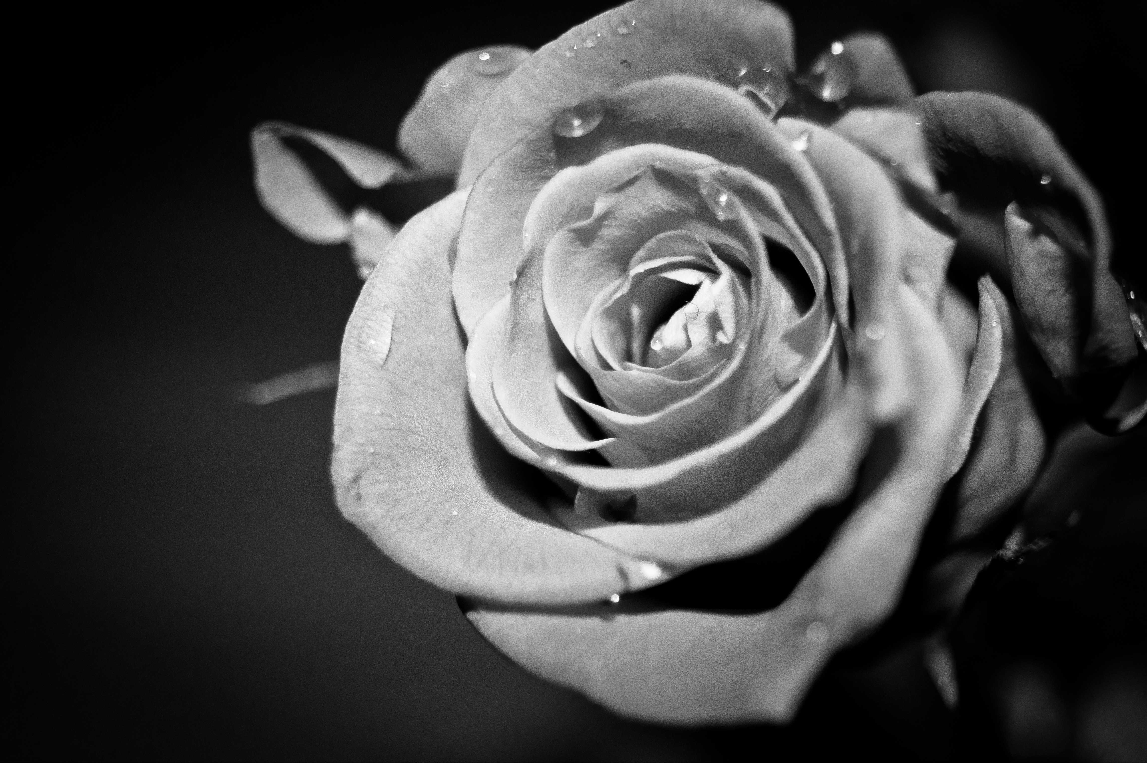 black and white flower pics dowload