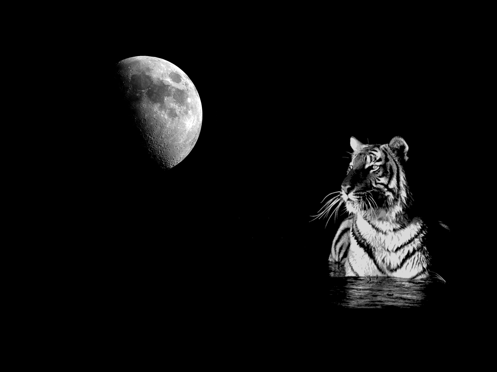 black and white photos of tigers