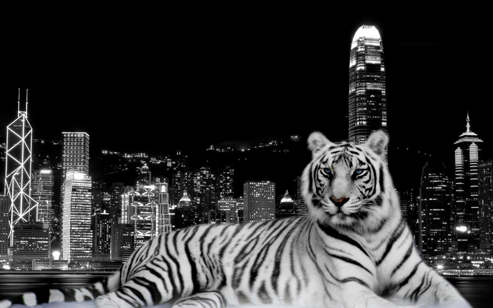 black and white tiger wallpaper