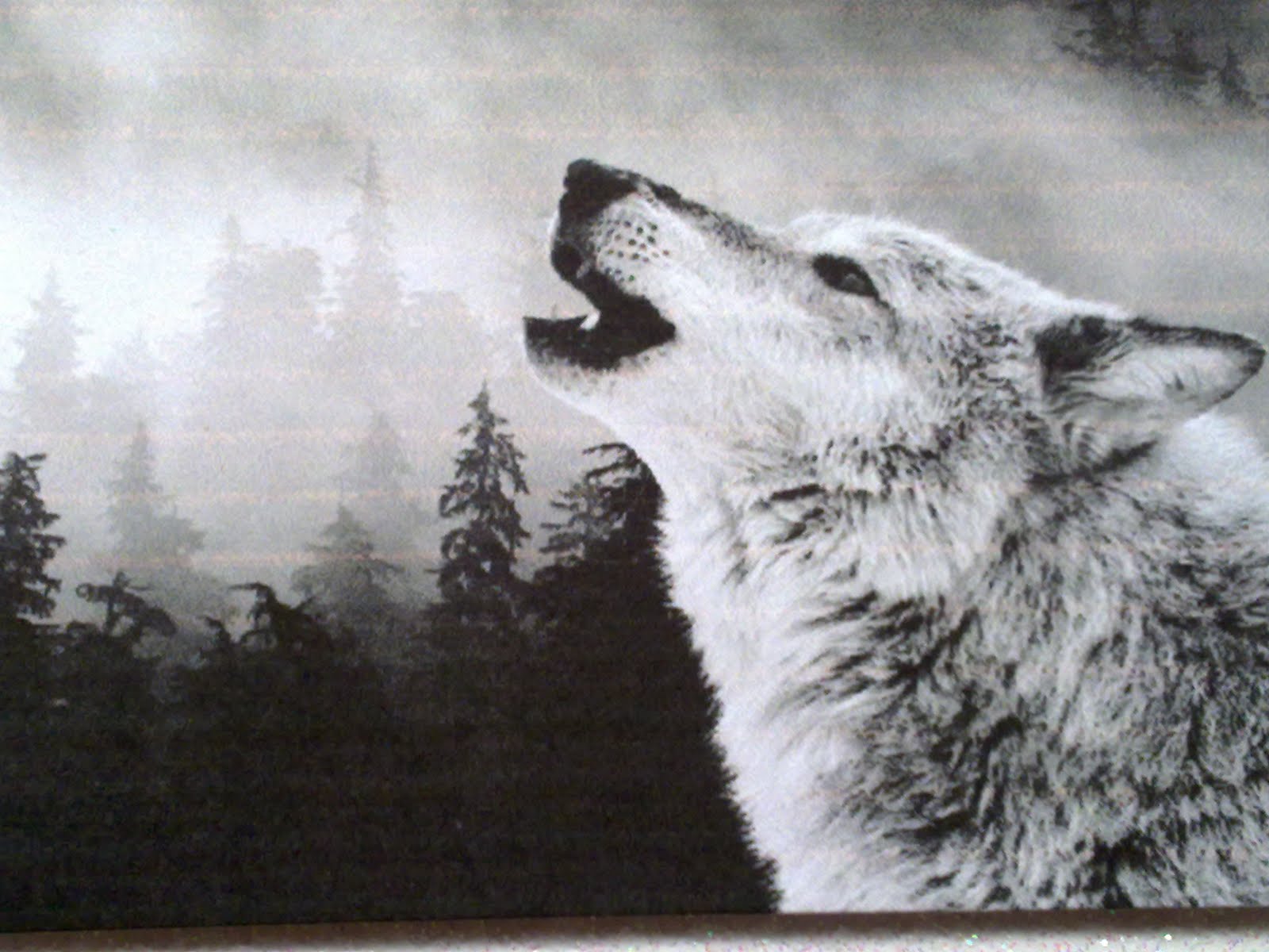 black and white wolf pics