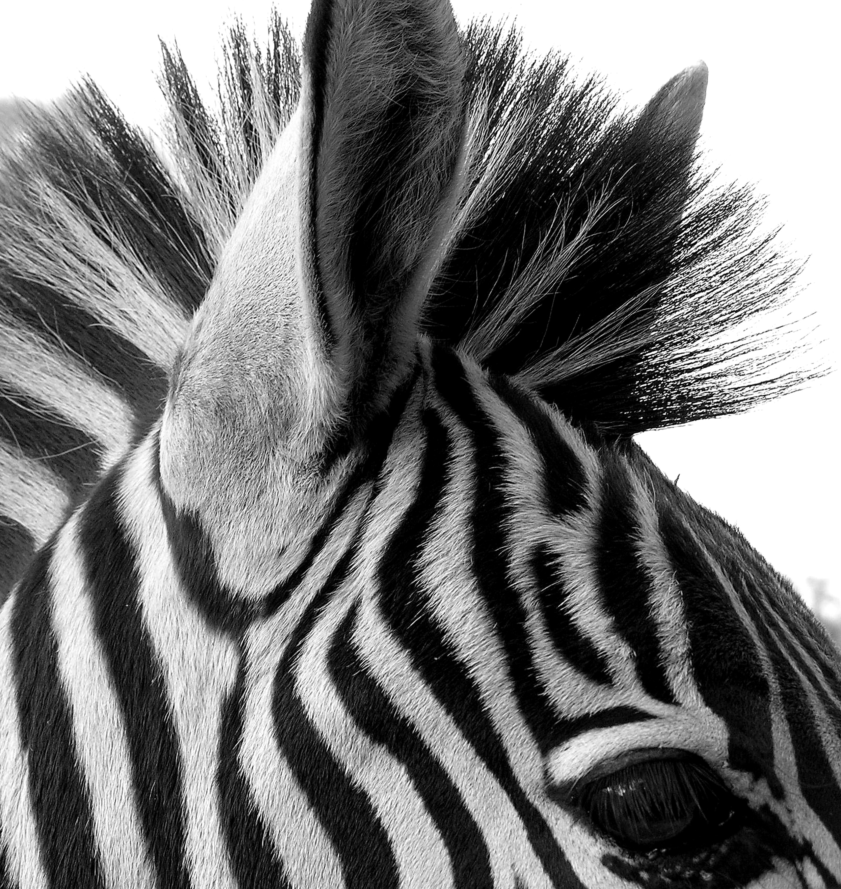 black and white zebra pics dowload