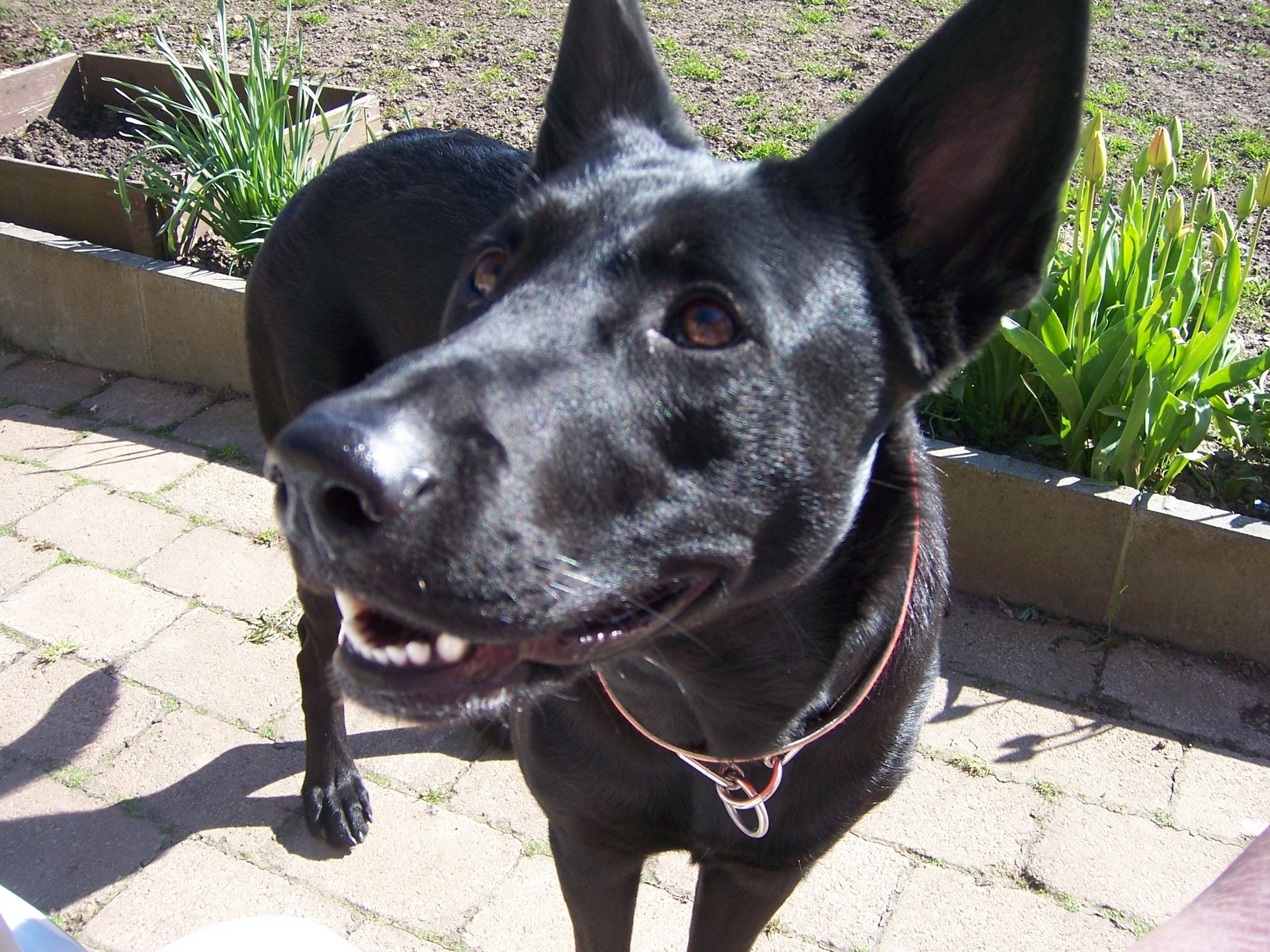 black german shepherd puppies images dowload