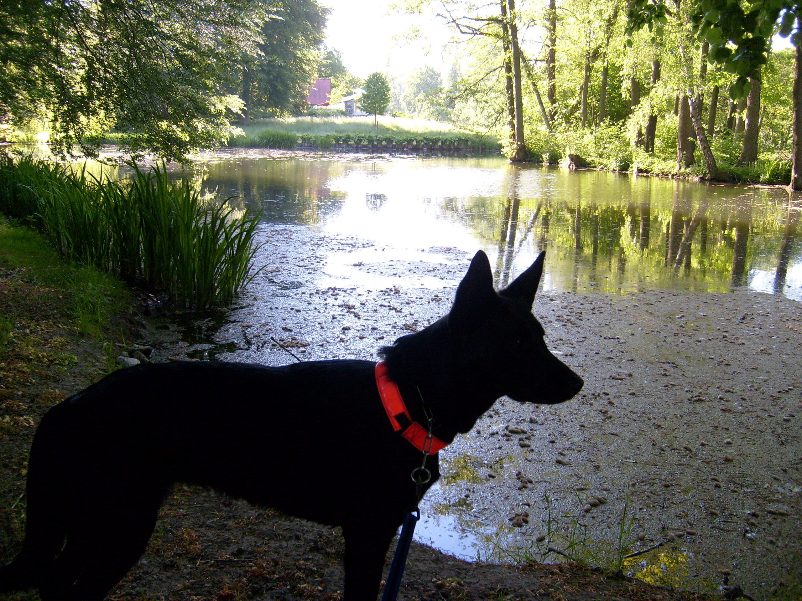 black german shepherd puppies pictures wallpaper