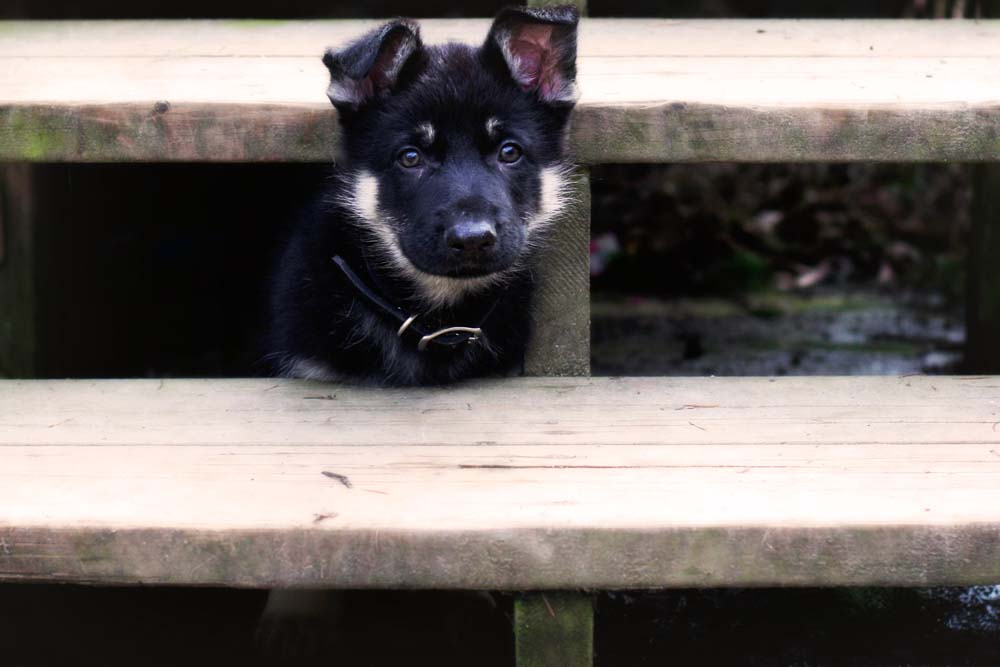 black german shepherd puppies pictures