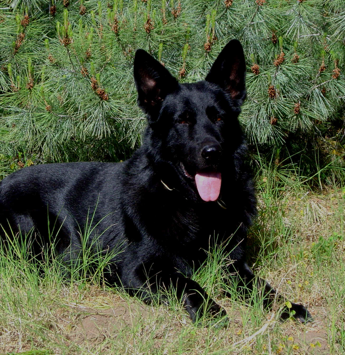 black german shepherd puppy images dowload
