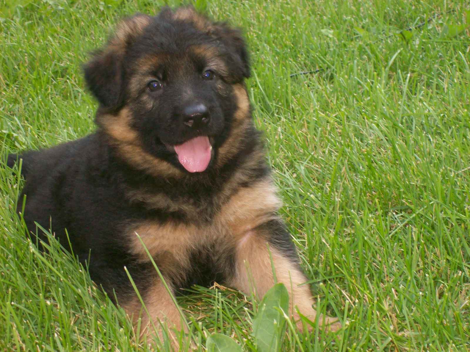 black german shepherd puppy pictures wallpaper