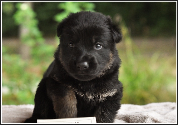 black german shepherd puppy pictures
