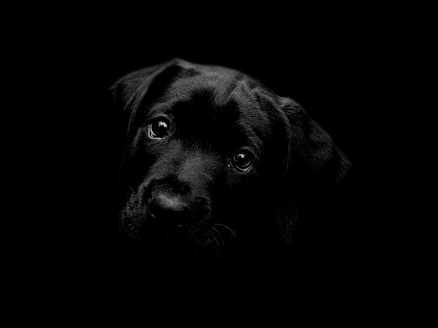 black lab puppy wallpaper