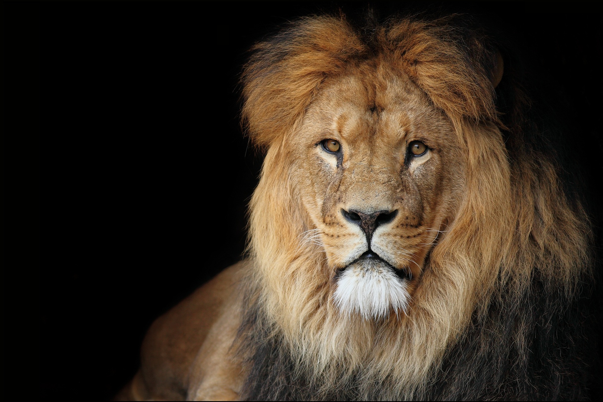 black lion animal wallpaper