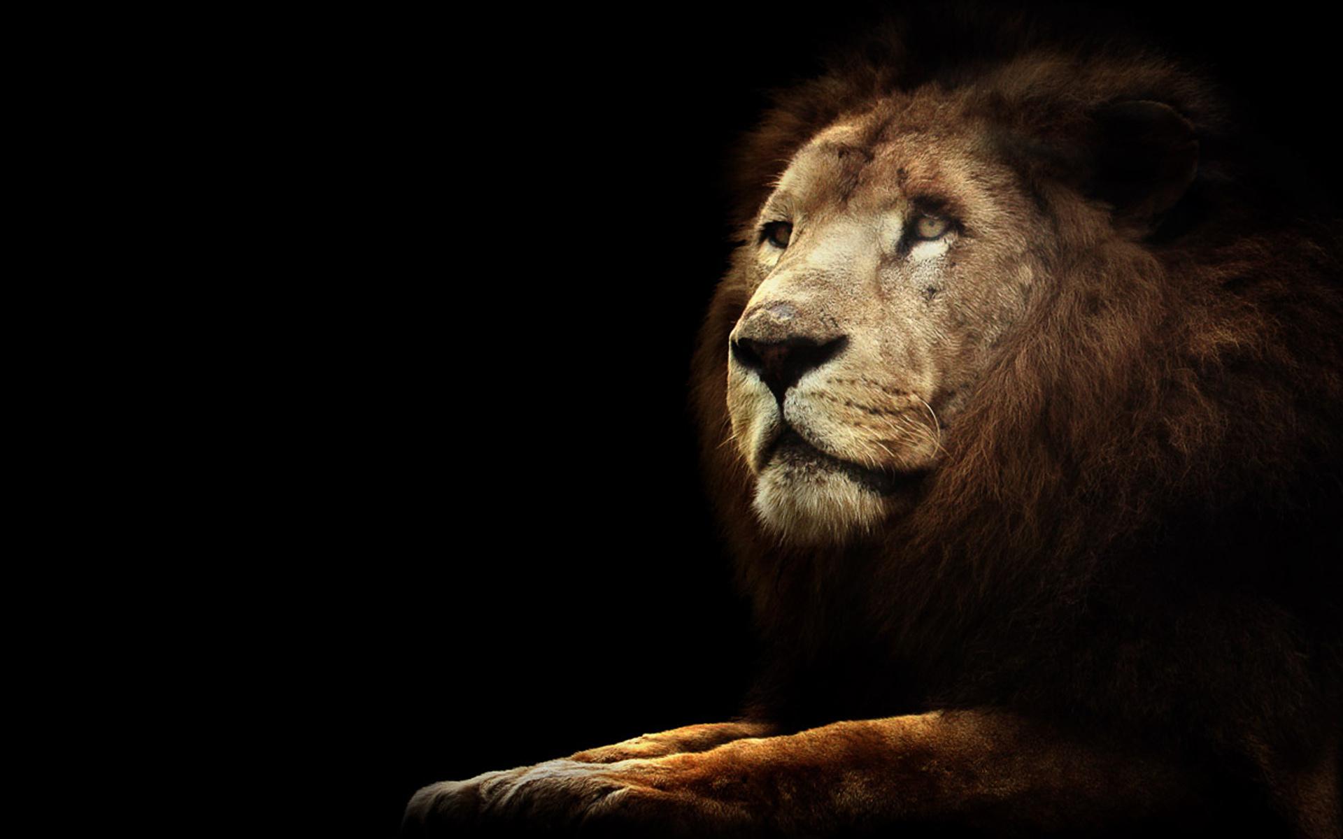 black lions pictures wallpaper