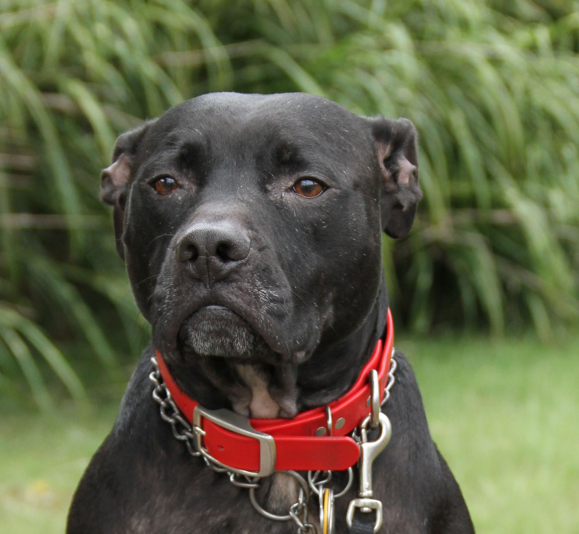 black pitbull puppy images dowload