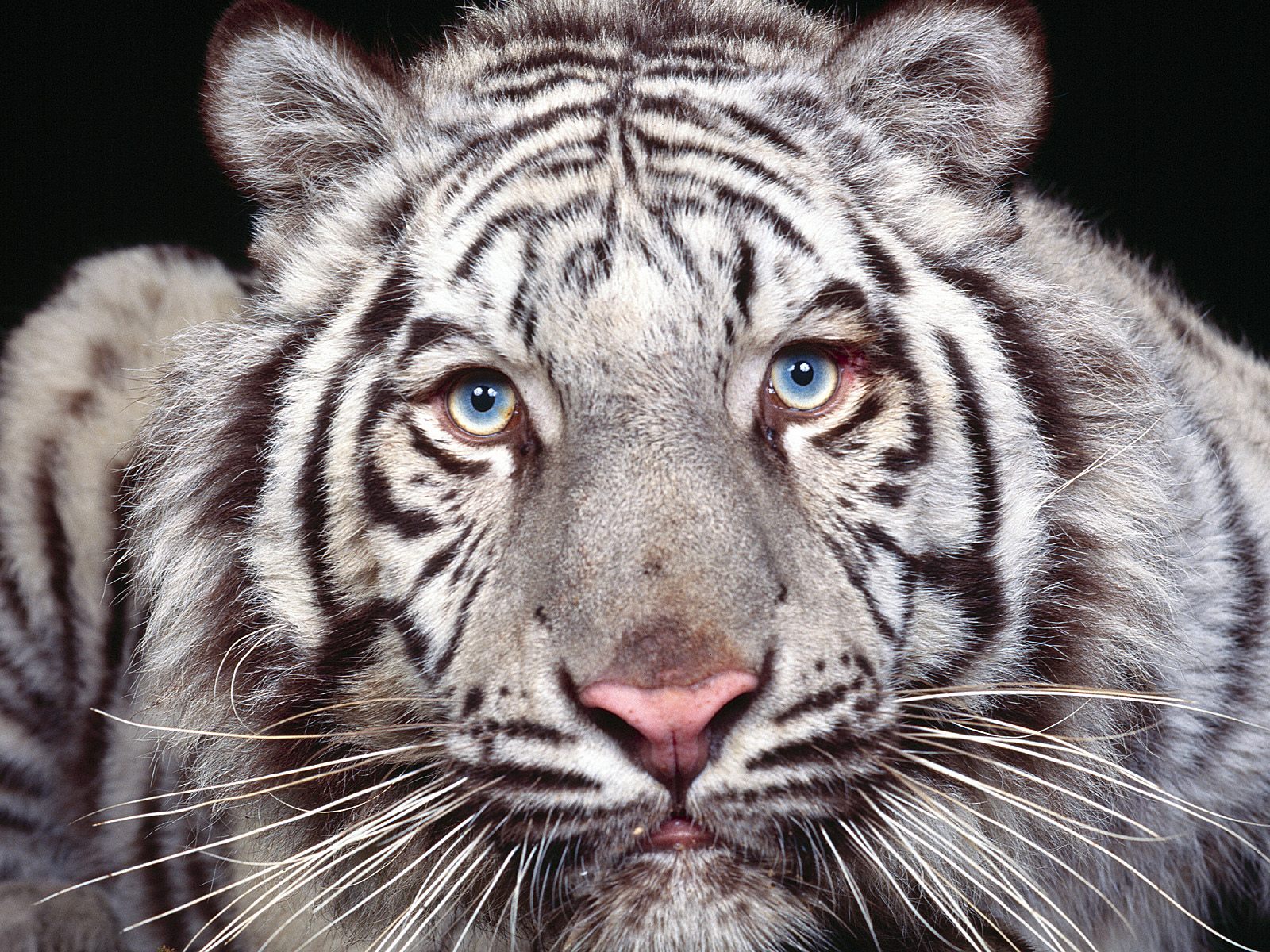 blue eyed tiger pictures