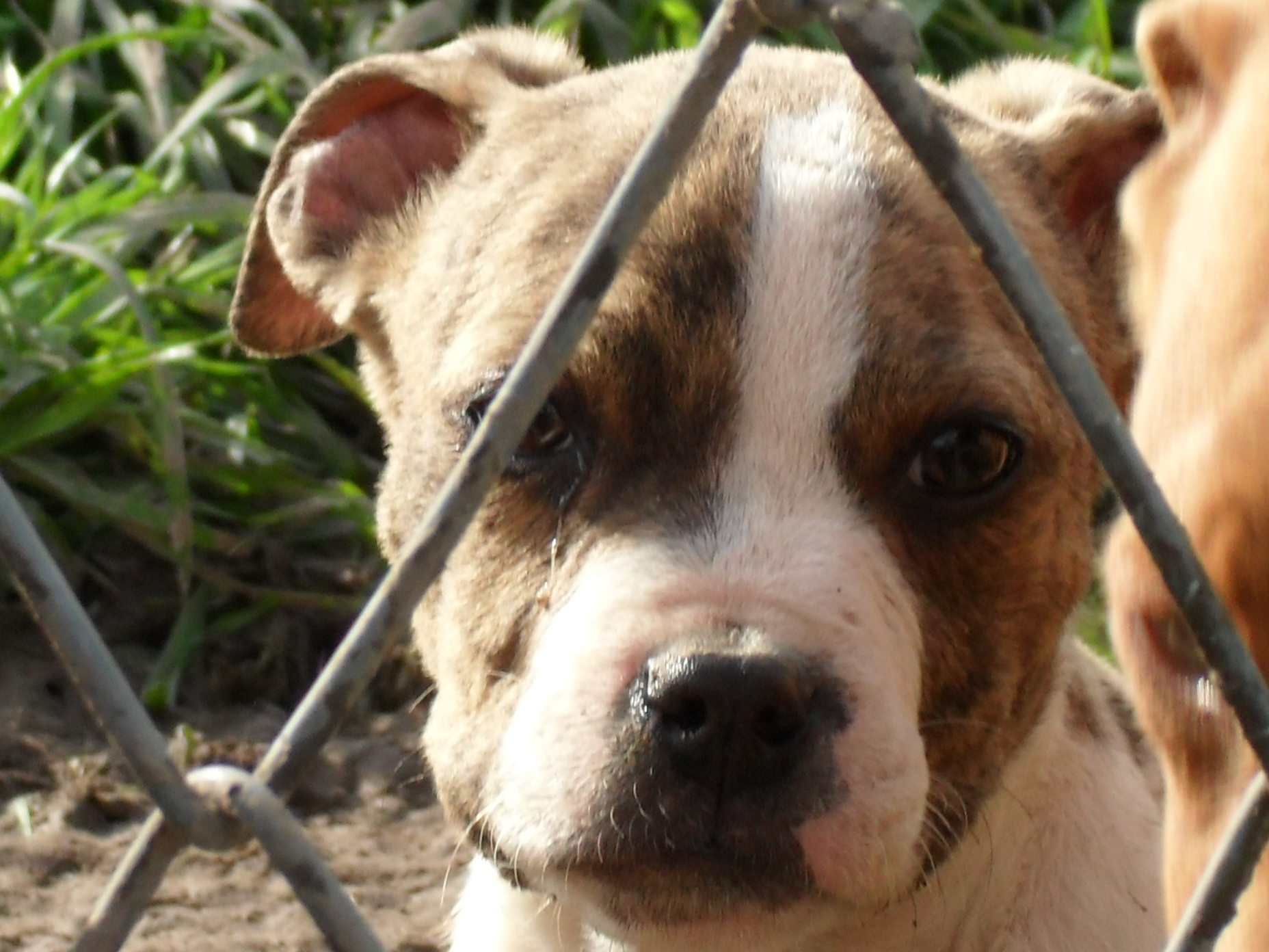 blue nose pitbull puppy pictures wallpaper