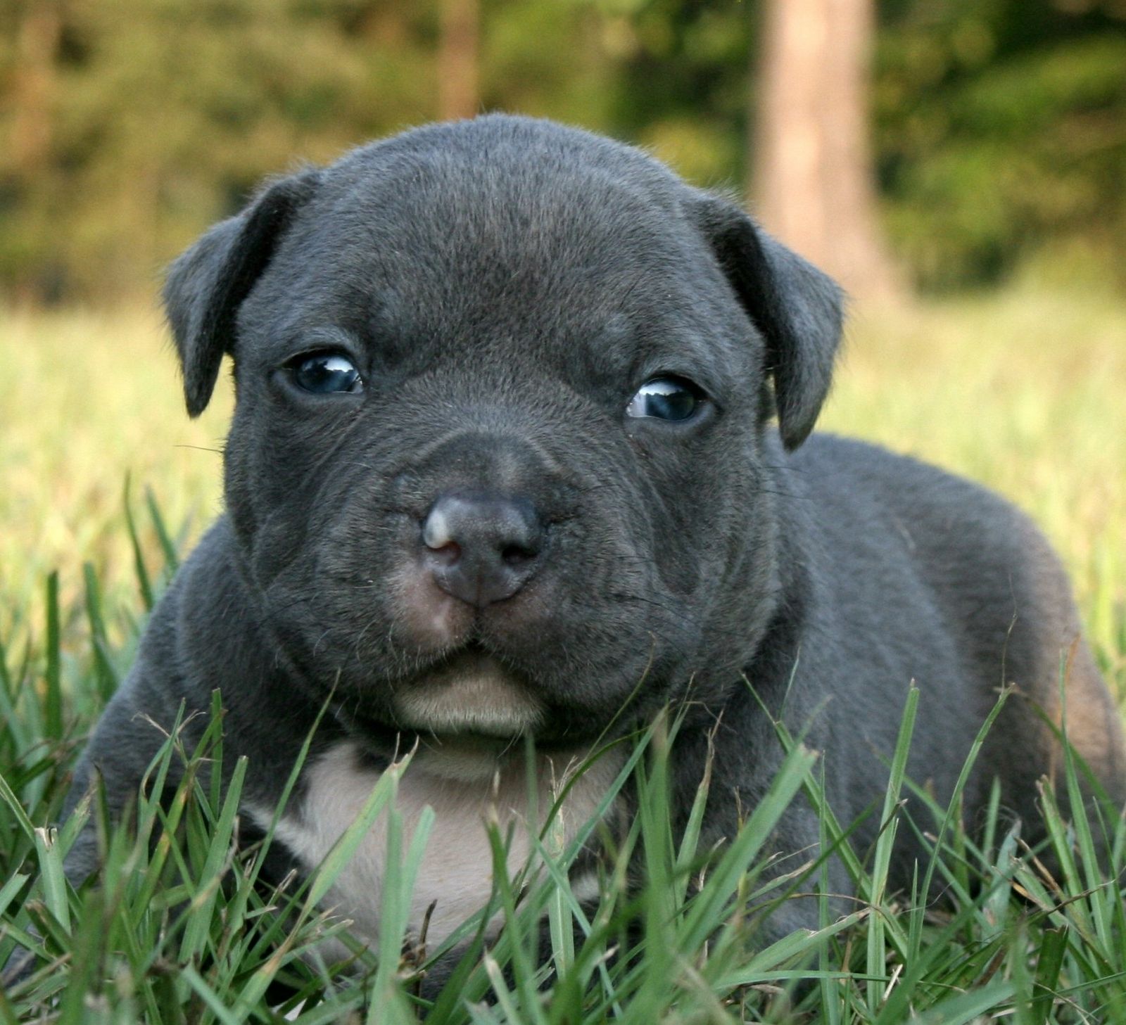 blue pitbull puppy pics wallpaper