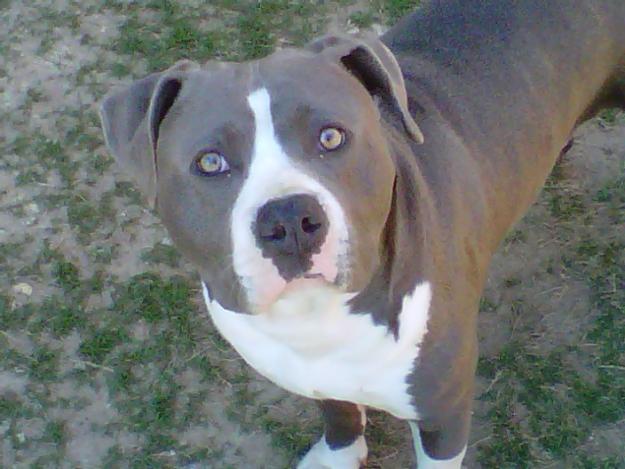 blue pitbull puppy pics