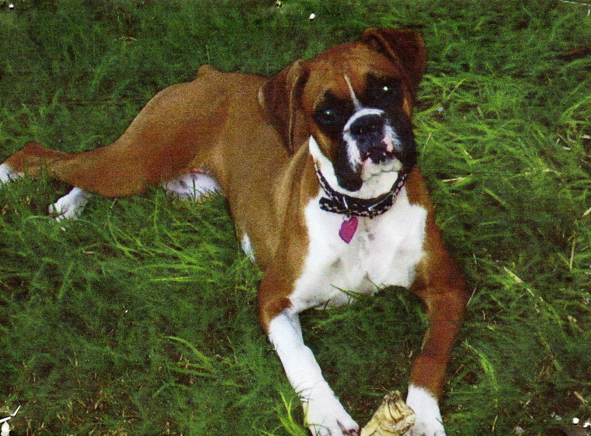 boxer dogs images gallery dowload