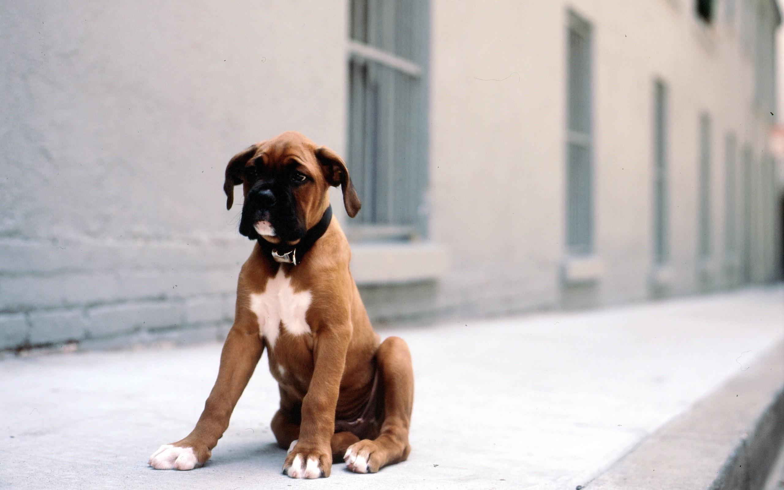 boxer puppies images wallpaper
