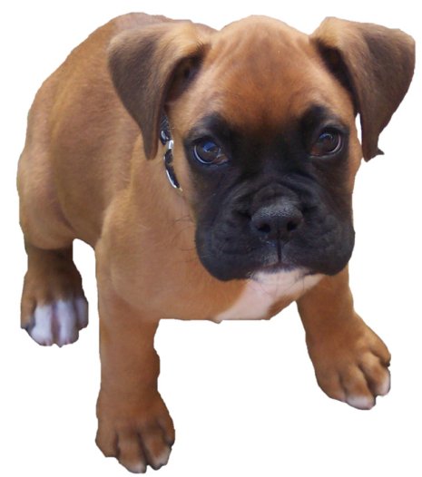 boxer puppies images