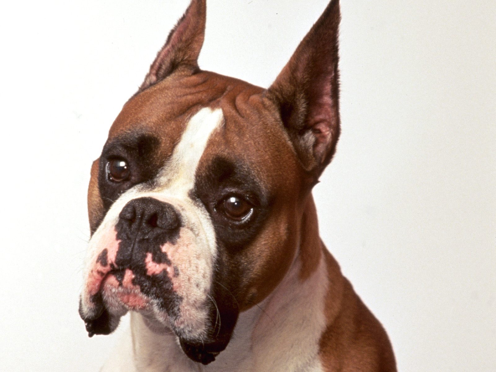 boxer puppies photos wallpaper