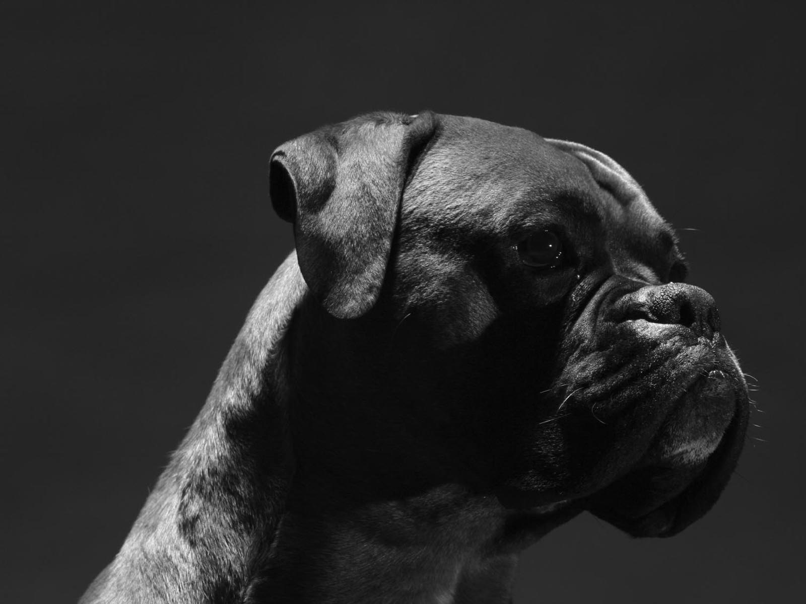 boxer puppies pictures photos wallpaper