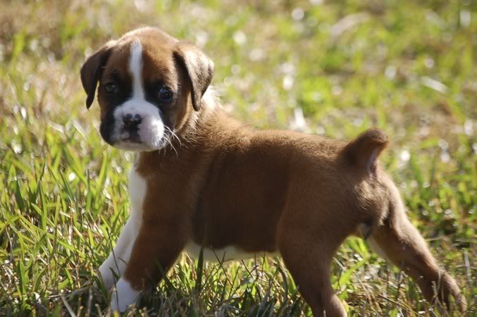 boxer puppies pictures photos