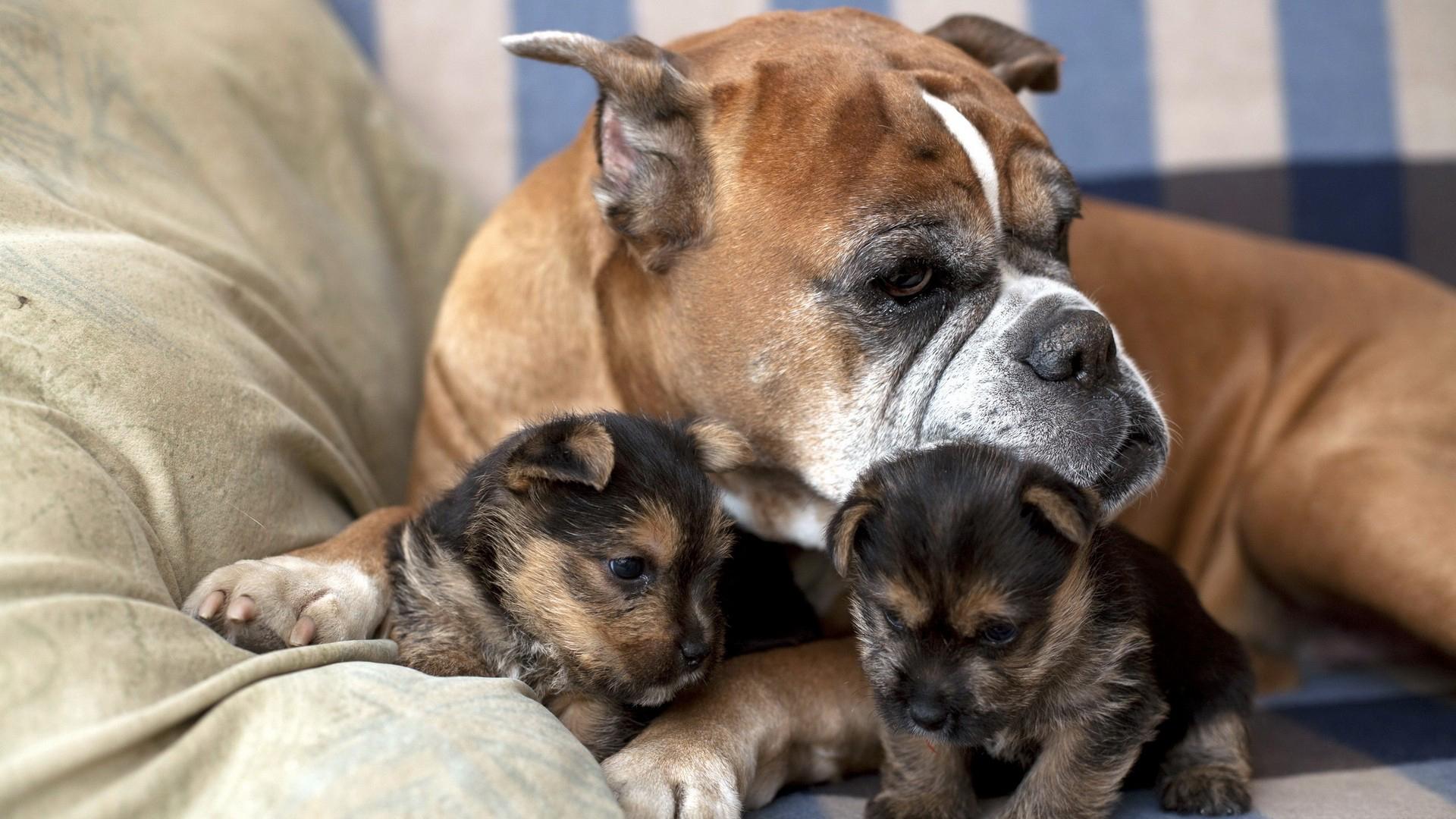 boxer puppy photos wallpaper