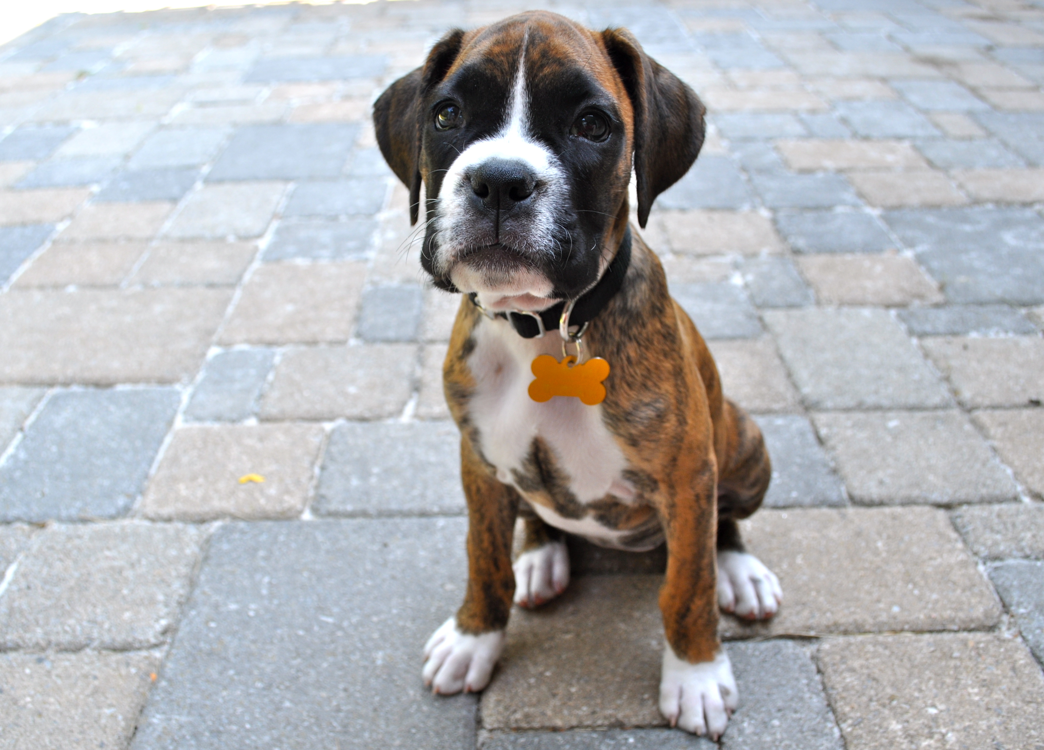 boxer puppy picture wallpaper