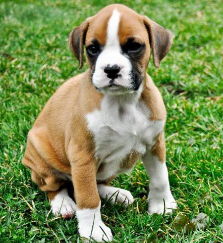 boxer puppy picture