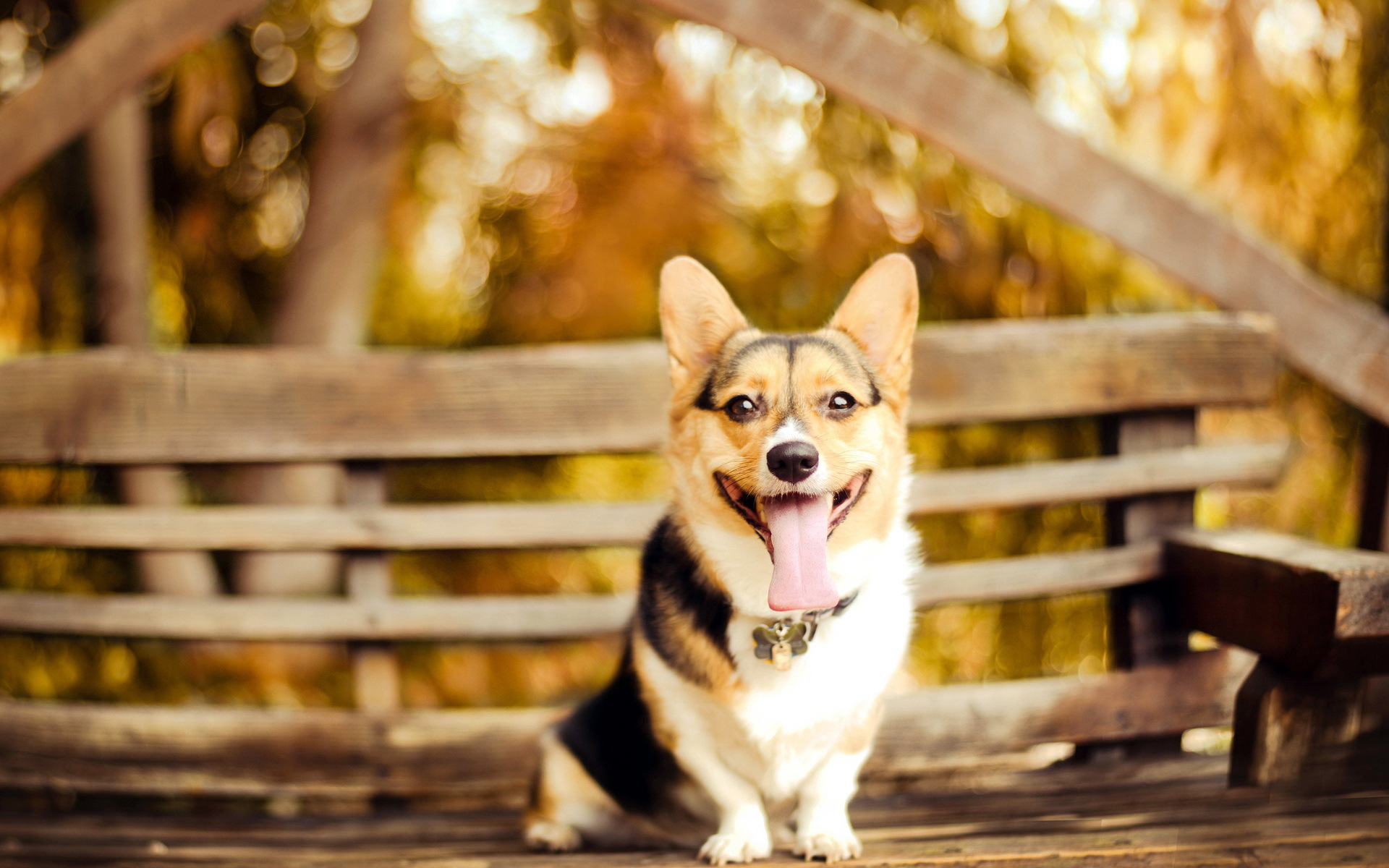 breed dog pics dowload